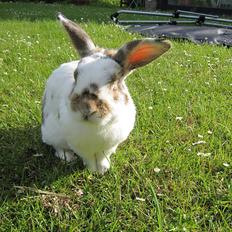 Kanin Holmens Plys Plys <3 R.I.P <3 