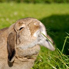 Kanin Frøken Vimse