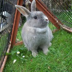 Kanin Stald trekløvers Magic Pearl 