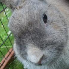 Kanin Stald trekløvers Magic Pearl 