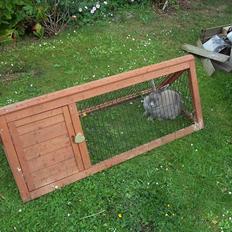 Kanin Stald trekløvers Magic Pearl 