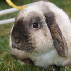 Kanin Søren AKA Sypratar