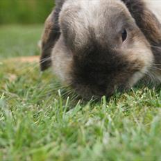 Kanin Søren AKA Sypratar