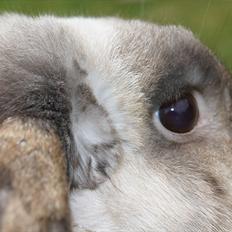 Kanin Søren AKA Sypratar