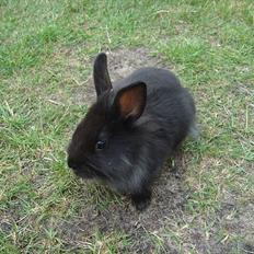 Kanin HJ's Jacqueline