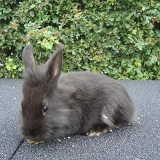 Kanin HJ's Jacqueline