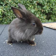 Kanin HJ's Jacqueline