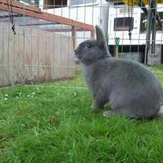 Kanin Stald trekløvers Chelsea 