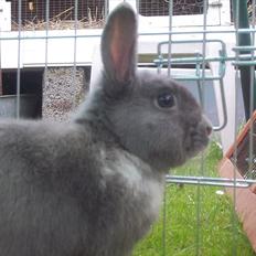 Kanin Stald trekløvers Chelsea 