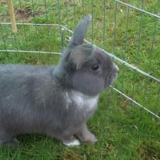 Kanin Stald trekløvers Chelsea 