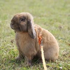 Kanin Winds Kantarel