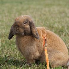 Kanin Winds Kantarel