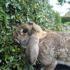 Kanin HJ's Landine<3 + UNGER!