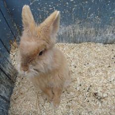 Kanin HJ's Prins Pjuske<3