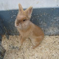 Kanin HJ's Prins Pjuske<3