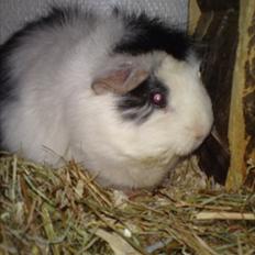 Marsvin smukke SHALLY R.I.P hvil i fred min pige