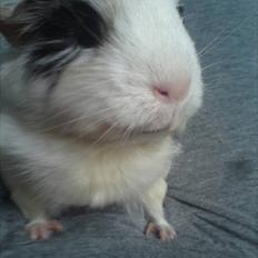 Marsvin smukke SHALLY R.I.P hvil i fred min pige