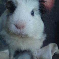 Marsvin smukke SHALLY R.I.P hvil i fred min pige