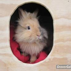 Kanin Hackz Dumpe |•Dumle•|