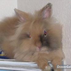 Kanin Hackz Dumpe |•Dumle•|