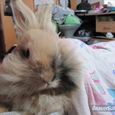 Kanin Hackz Dumpe |•Dumle•|