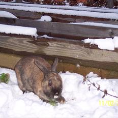 Kanin Jabel´s Jasmin