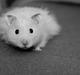 Hamster - KiLLER PREBEN ©