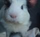 Marsvin smukke SHALLY R.I.P hvil i fred min pige
