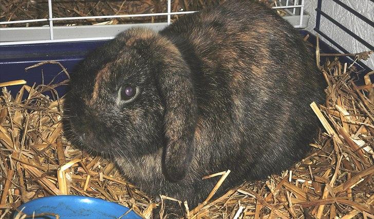 Kanin Ninus - 2011 Redigeret billede af Ninus. billede 19