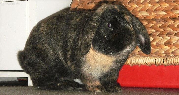 Kanin Ninus - 2011 Redigeret billede billede 18