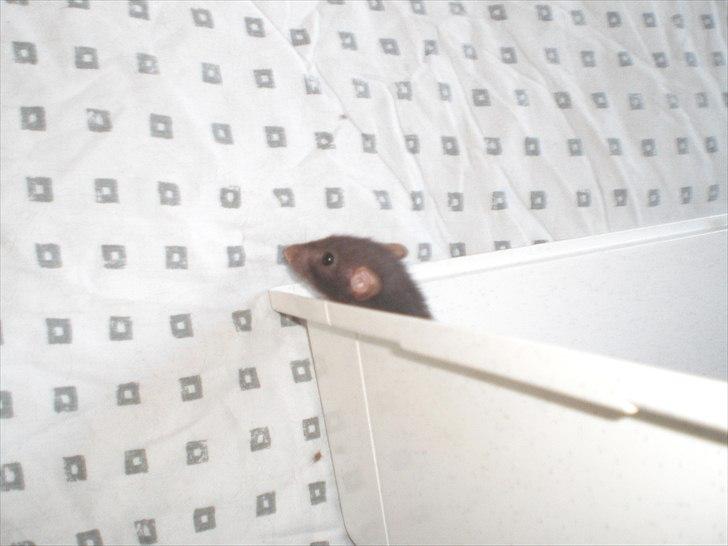 Tamrotte Yasmin RIP - 11/6-11 billede 3