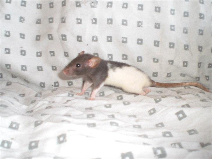 Tamrotte Yasmin RIP - 11/6-11 billede 6