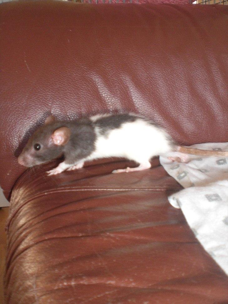 Tamrotte Yasmin RIP - 11/6-11 billede 7