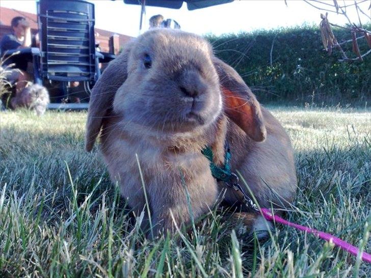 Kanin Mikado's Stribe - Rest in peace.. billede 1