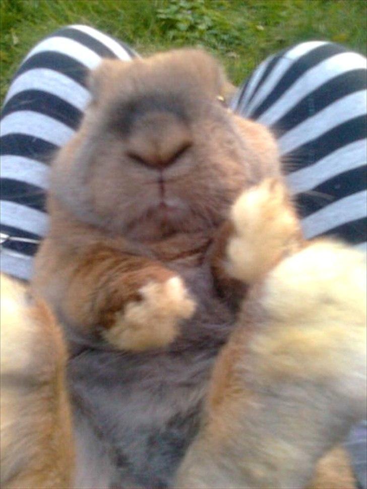 Kanin Mikado's Stribe - Rest in peace.. billede 2