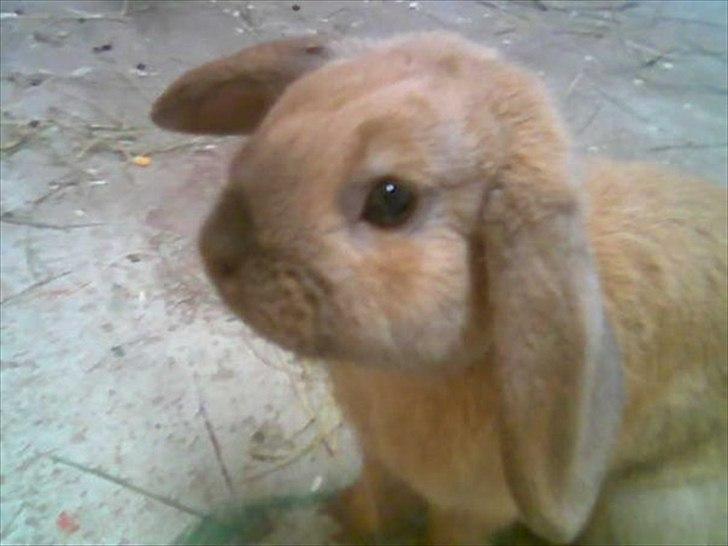 Kanin Mikado's Stribe - Rest in peace.. billede 3