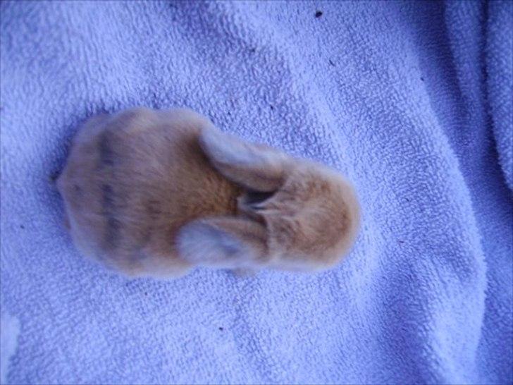 Kanin Mikado's Stribe - Rest in peace.. billede 4