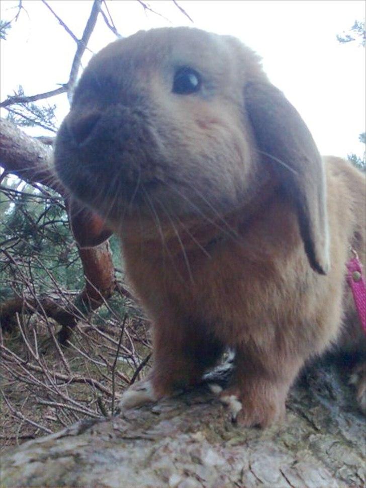 Kanin Mikado's Stribe - Rest in peace.. billede 5