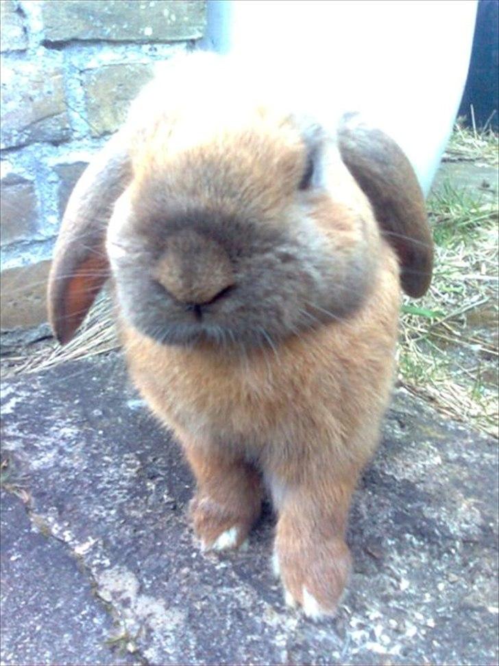 Kanin Mikado's Stribe - Rest in peace.. billede 6