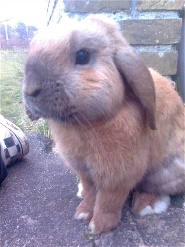 Kanin Mikado's Stribe - Rest in peace.. billede 7