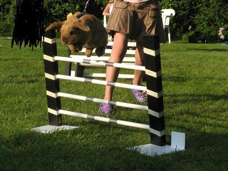 Kanin Mikado's Stribe - Rest in peace.. billede 8