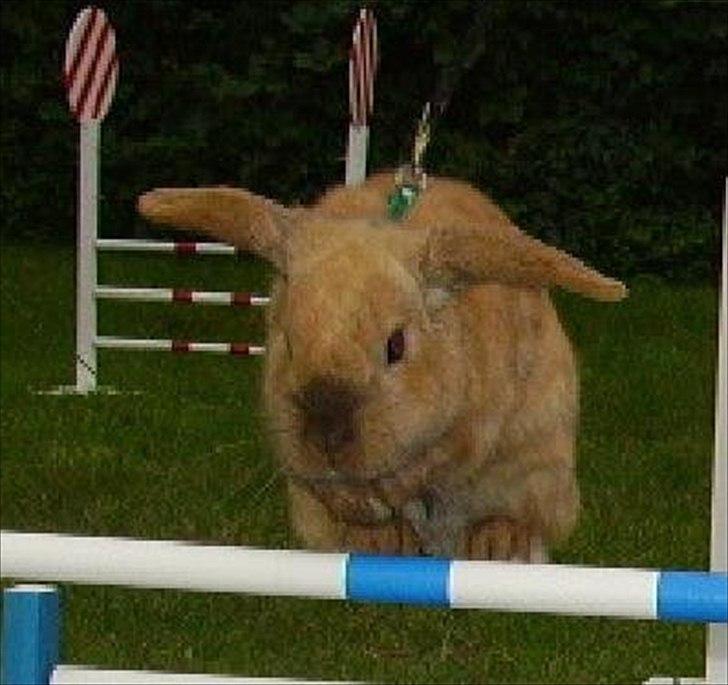 Kanin Mikado's Stribe - Rest in peace.. billede 9