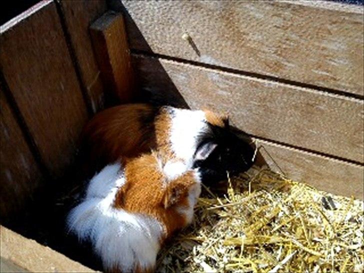 Marsvin Romeo - Romeo sammen med sin dame stritter :) billede 3