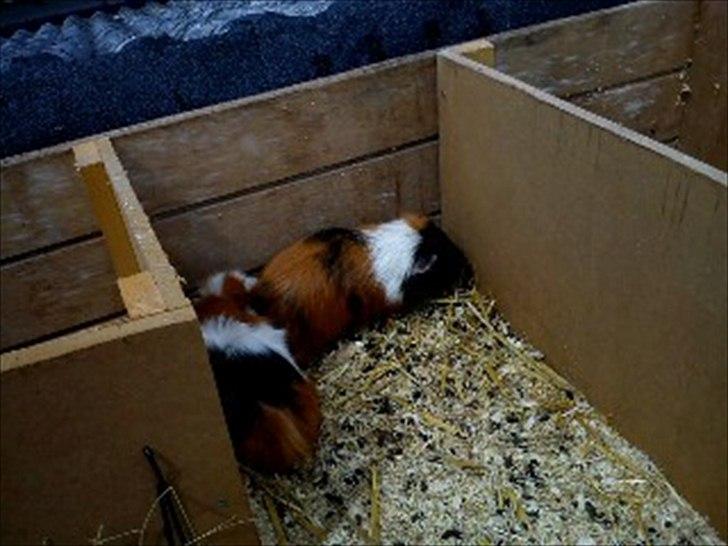 Marsvin Romeo - Romeo og stritter billede 4