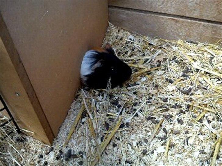 Marsvin Romeo - romeo kigger lige udenfor :) billede 5