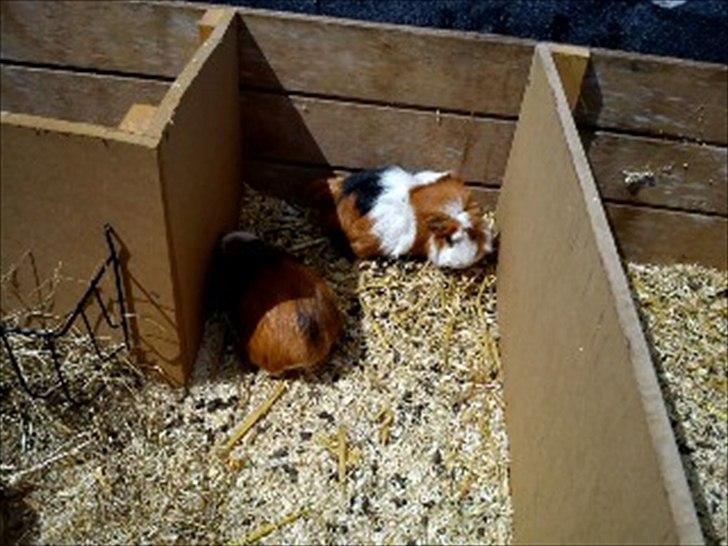 Marsvin Stritter - Stritter og sin mand romeo billede 4