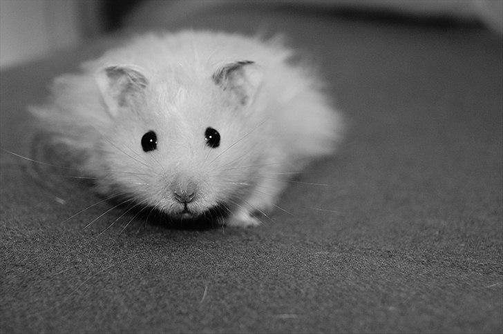 Hamster - KiLLER PREBEN © billede 1