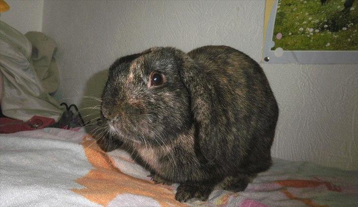 Kanin Ninus - 2010 billede 10