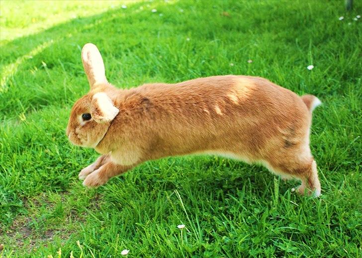 Kanin Tiger billede 14