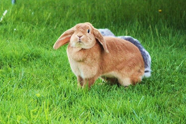 Kanin Tiger billede 18